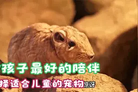 给孩子最好的陪伴：选择适合儿童的宠物视频封面