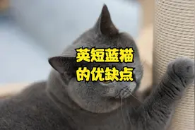 英短蓝猫的优缺点视频封面