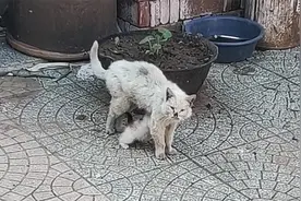 猫妈妈知道自己命不久矣，在临死前给小猫找了个家，伟大的母爱！视频封面