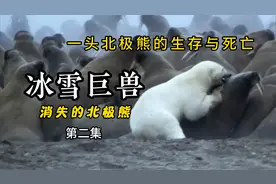 冰雪巨兽：遗失的北极熊02：捕捉海豹成功，熊妈妈艰难养育幼崽！视频封面