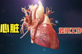 你应该没看过！动画解剖，让你知道心脏到底怎么工作！视频封面