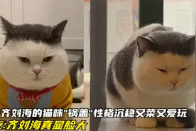 自带齐刘海的猫咪"头盔"性格沉稳又菜又爱玩,网友:齐刘海真显脸大视频封面