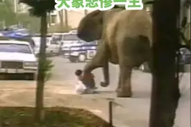 大象泰克悲惨的一生，真的让人心疼。#野生动物零距离视频封面