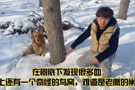 在树底下发现很多血，树上还有一个奇怪的鸟窝，难道是老鹰的巢？视频封面