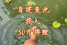 90后小伙农村自建鱼池，一次性投入50斤锦鲤，也太轻松惬意了视频封面