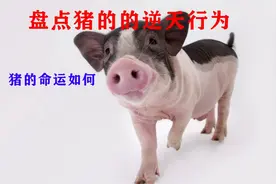 盘点猪的逆天行为，我的命运我做主，肥猪如何逆天改命？视频封面