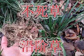 植物“沿阶草”不老不死，号称“肺王草”，泡茶或煲汤常用到视频封面