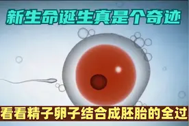 新生命诞生真是个奇迹，来看看精子卵子结合成胚胎的全过程！