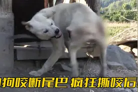 白狗突然发疯撕咬后腿，还将尾巴齐根咬断，知道真相主人后悔极了视频封面