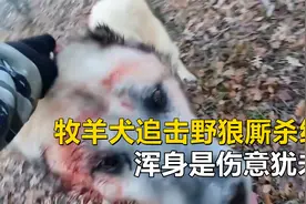 牧羊犬独自追击野狼，相互厮杀浑身是伤，杀红眼的牧羊犬意犹未尽视频封面