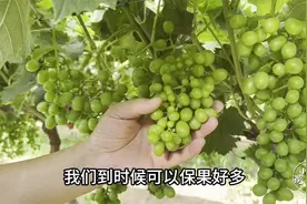 关于葡萄大小粒的问题，一般是哪些原因造成的？我们该如何规避？视频封面