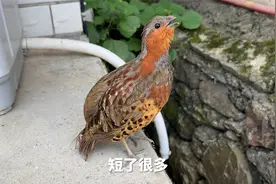 没想到再次和鸡哥相遇，它被人锁在鸡笼里视频封面