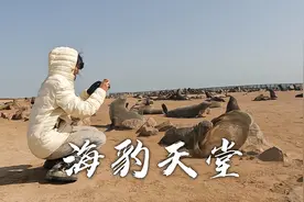 中国姑娘骑行非洲纳米比亚，来到栖息了八万只海豹的海滩，太壮观视频封面