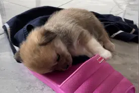 刚领养的小奶狗不吃不喝，就知道睡觉，你们有什么好办法吗？视频封面