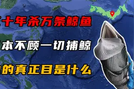30年捕杀1.6万头鲸鱼，日本不顾一切捕鲸，他的真正目是什么？视频封面