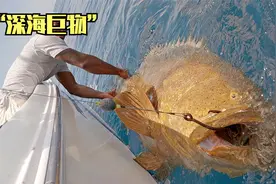 国外深海抓到“巨型石斑鱼龙趸”全身咖啡色，这是真正的深海巨物视频封面