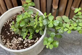 金枝玉叶不开花？那是没养对，否则满树开花非常漂亮视频封面