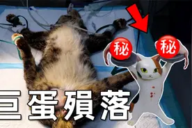 直击流浪猫绝育全过程,麻醉后菊花里竟爬出了虫子,看得人头皮发麻视频封面
