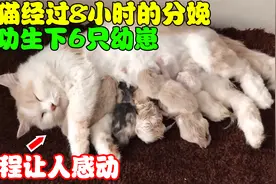 母猫经过8小时的生产，成功产下6只小猫，看完过程才明白母爱伟大视频封面
