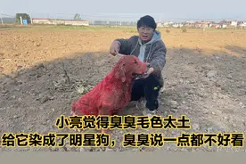小亮觉得臭臭毛色太土，给它染成了明星狗，臭臭说一点都不好看
