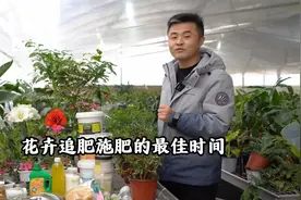 花卉追肥施肥的最佳时间视频封面