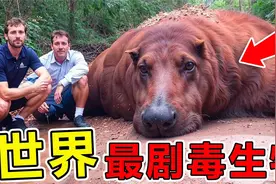 世界上“最剧毒”的10大生物，第一名每年毒死30000人视频封面