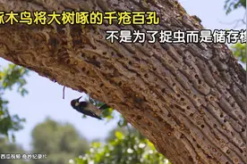 啄木鸟将大树啄的千疮百孔，不是为了捉虫而是储存橡子视频封面