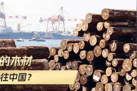 日本木材，9成都被中国人买了？日媒带头挑衅中国，谣言却被揭穿视频封面