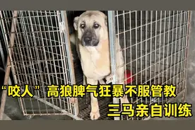 “咬人”高狼脾气狂暴不服管教，三马亲自训练，没想到竟一招制服视频封面