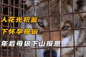 东北老人掏空全部积蓄，救下怀孕母狼，四年后母狼做的事让人泪目视频封面