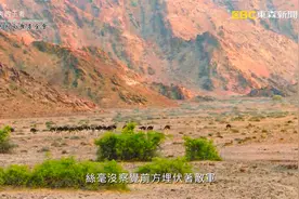 舒夢蘭《消失的王者》勇奪第55屆金鐘獎《4K SDR》视频封面