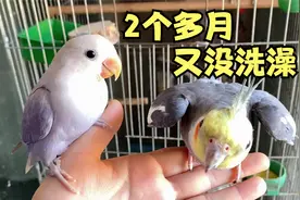 两个多月没洗澡的玄凤鹦鹉“嘟嘟”，还在耍帅