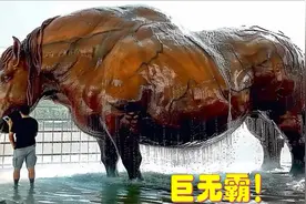 一口气看完世界上体型最大的20头牛！视频封面