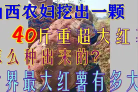 山西农妇挖出超大红薯！重达40斤，但世界“红薯之王”是其5倍多视频封面