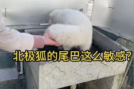 北极狐的尾巴好敏感呀，摸一下就哇哇大叫，叫声也挺特别！