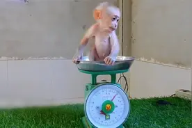一只白色小猴子有多重