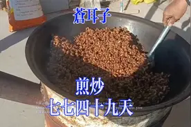 苍耳子，文火煎炒七七四十九天有奇效！视频封面