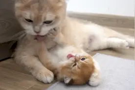 奶猫遭妈妈暴力洗脸，气得小奶猫都要还手了，网友：这是亲妈？视频封面