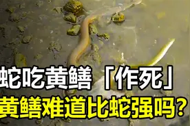 蛇吃黄鳝等于“作死”，黄鳝难道比蛇强吗？视频封面