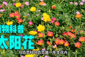 既耐晒又耐旱的太阳花不怕贫瘠不怕没肥料就怕没太阳，你了解吗？视频封面