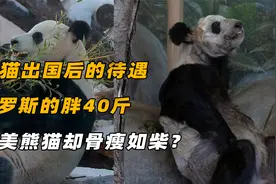 各国养熊猫差距有多大？美国的一死一病，俄罗斯的却养胖40斤视频封面