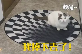 当5只猫遇上3D眩晕地毯，它们会害怕吗？视频封面