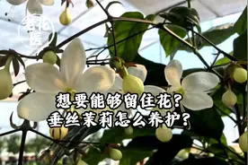 想要能够留住花？垂丝茉莉怎么养护？视频封面