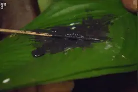 原始部落生存挑战，饿一顿饱一顿，食物每天不重样 #原始部视频封面