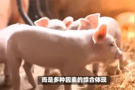 生肖属猪的人到底好不好视频封面