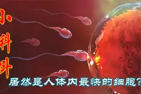 小蝌蚪的诞生过程，原来是如此复杂，了解男性朋友的小秘密。视频封面