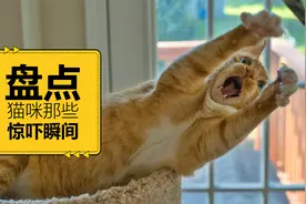 盘点猫咪那些惊吓瞬间之三视频封面