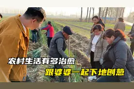 儿媳跟农村婆婆相处太欢乐，一群人下地刨葱，公婆拌嘴逗乐全村人视频封面
