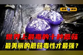 世界上最毒的十种蘑菇，最美丽的毒性才最强？遇到这些千万别吃！视频封面