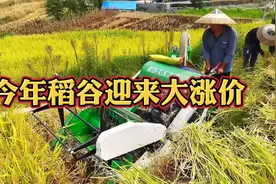 今年稻谷迎来“大涨价”，老百姓终于等到了这一天，太高兴了视频封面